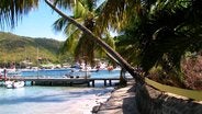 Palm trees of Bequia